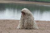 KOMONDOR 145